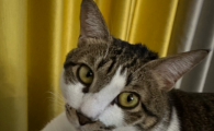 猫猫呕吐一般什么原因