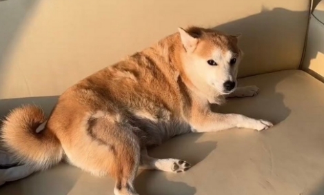 狗掉毛最简单处理方法
