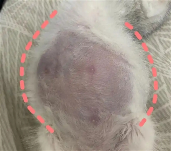 宠物猫的妊娠期怎么计算预产期怎么算 宠物猫的妊娠期怎么计算预产期怎么算