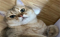 猫咪出现口臭,可能是哪些原因造成