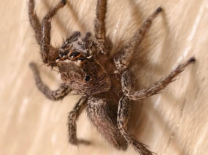 江西发现蜘蛛新物种广丰合跳蛛 江西发现蜘蛛新物种广丰合跳蛛