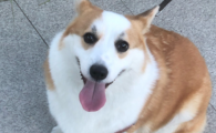 狗狗肚子疼是怎么回事吃什么药