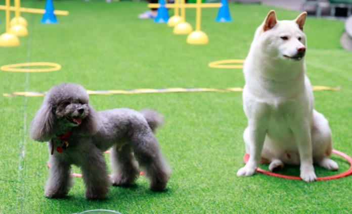 青岛肆喜顽恣宠物嘉年华:七千平海滨萌宠盛会 青岛肆喜顽恣宠物嘉年华:七千平海滨萌宠盛会