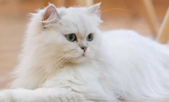 猫应激后出现过度舔毛怎么干预