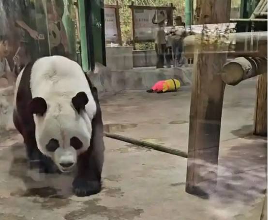 河南一动物园熊猫馆多次被曝有宠物狗入内 河南一动物园熊猫馆多次被曝有宠物狗入内