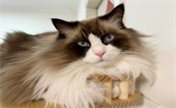 猫咪舔毛是什么意思