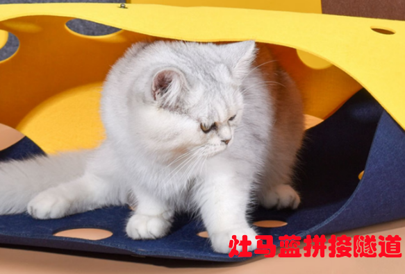 灶马蓝拼接隧道：猫咪的探索乐园与秘密基地