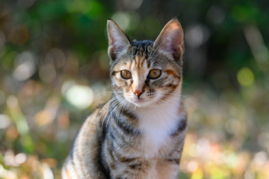 未绝育公猫在床上拉尿什么原因 未绝育公猫在床上拉尿什么原因
