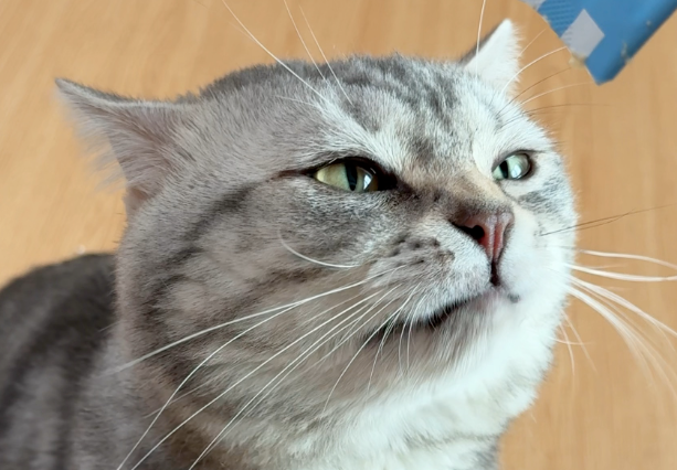 猫咪一直刨猫砂是为什么 猫咪一直刨猫砂是为什么