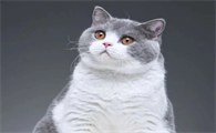 猫咪呼吸异常的原因及处理办法