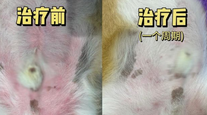 新瑞鹏旗下宠颐生动物医院康贝儿分院:守护宠物夏日皮肤健康 新瑞鹏旗下宠颐生动物医院康贝儿分院:守护宠物夏日皮肤健康