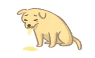 狗狗肠胃敏感怎么选狗粮
