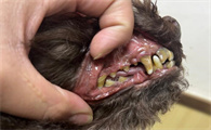 老年犬牙齿松动要怎么护理