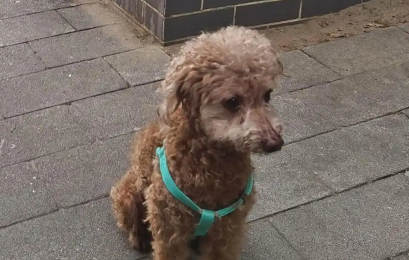 “撸猫撸狗”背后:宠物经济爆发下的“必要升级”之痛 “撸猫撸狗”背后:宠物经济爆发下的“必要升级”之痛