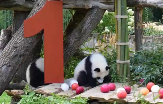 从150克长到21公斤旅德大熊猫“梦好”“梦甜”喜迎周岁生日 从150克长到21公斤旅德大熊猫“梦好”“梦甜”喜迎周岁生日