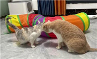 怎样帮母猫缓解闹猫症状