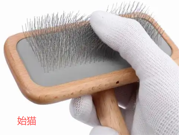 始猫宠物针梳怎么清理 始猫宠物针梳怎么清理