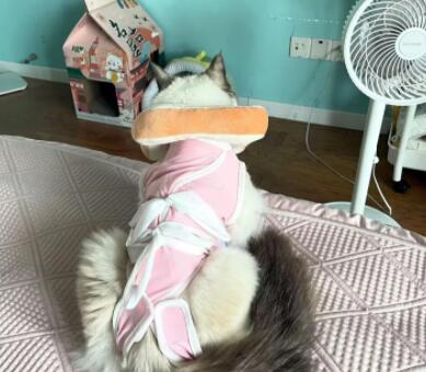 绝育手术前后，猫咪护理要点有哪些