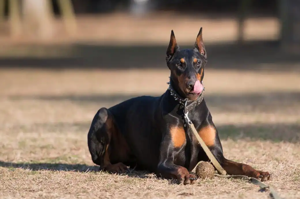 杜宾犬会主动攻击人吗？揭秘护卫犬的真实性格