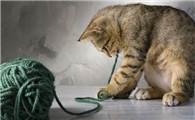 猫咪异食癖是什么情况
