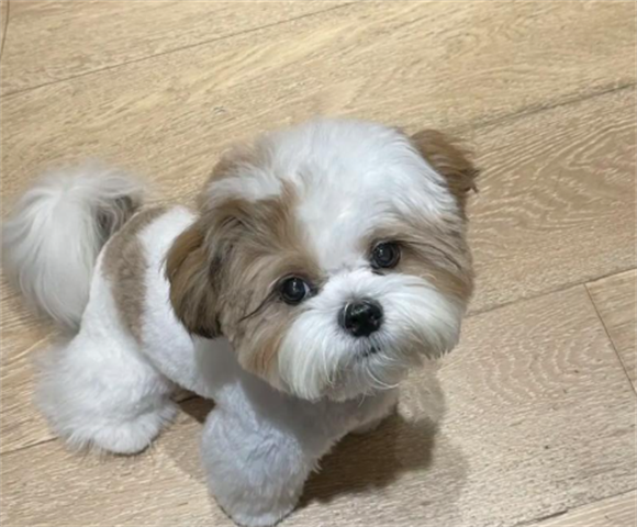 科学应对西施犬耳螨：温和治疗与日常护理指南