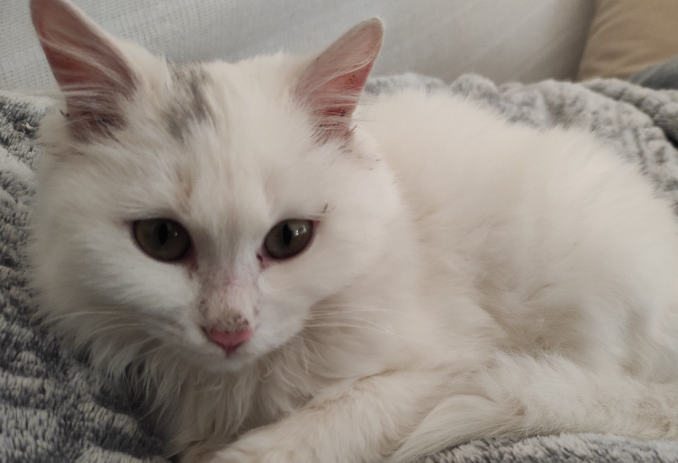 猫生完肚子为什么还那么大 猫生完肚子为什么还那么大