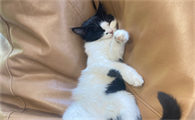 猫咪暴躁的原因有哪些