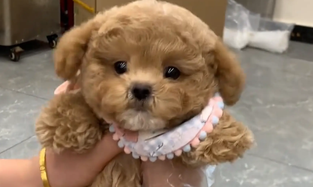 小泰迪追着主人,边跑边脚底打滑 小泰迪追着主人,边跑边脚底打滑