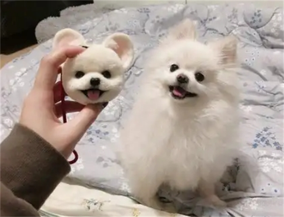 博美犬:行走的毛绒玩具还是隐藏的“小作精”? 博美犬:行走的毛绒玩具还是隐藏的“小作精”?