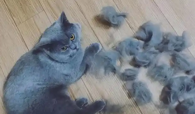 为什么蓝猫那么多人弃养?原来是这几点,很遭人嫌弃 为什么蓝猫那么多人弃养?原来是这几点,很遭人嫌弃