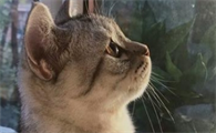 猫咪舔碘伏会中毒吗