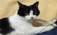 猫传腹会空气传播吗