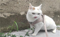 猫膀胱炎吃什么药好得快效果最好