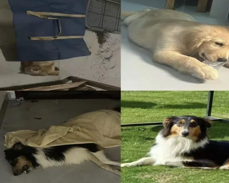 广西一小区有人高空抛食毒死多条宠物狗，居民悬赏万元寻线索