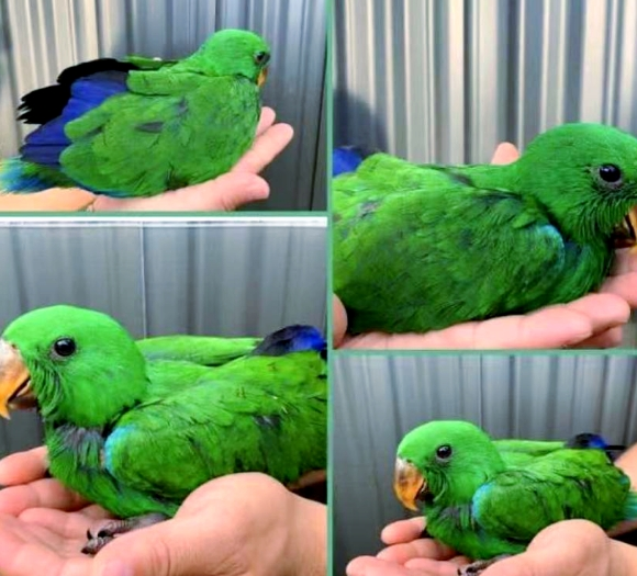 折衷鹦鹉:浑身绿光,天生一妻多夫制的独特品种 折衷鹦鹉:浑身绿光,天生一妻多夫制的独特品种