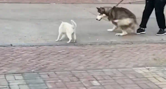 猫咪正跟女子互动呢,突然冲向二哈并给了它一个抱摔 猫咪正跟女子互动呢,突然冲向二哈并给了它一个抱摔