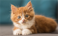 猫的智商和睡眠时间长短有关吗