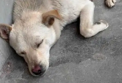 狗狗犬瘟热后期症状
