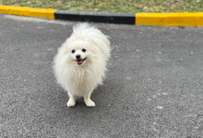 狗鼻子流清水是怎么回事吃什么药