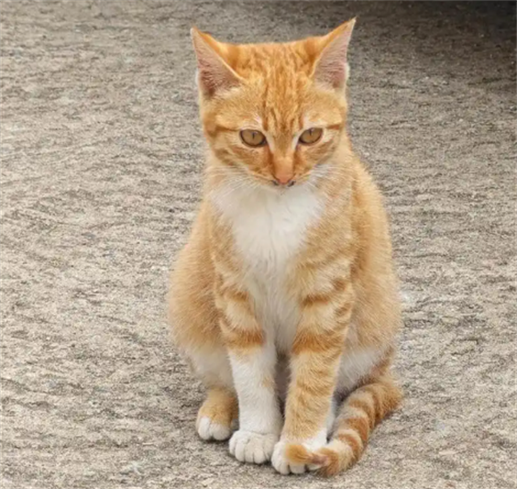 橘猫患有“寄生虫”的表现,很多人都忽略了 橘猫患有“寄生虫”的表现,很多人都忽略了