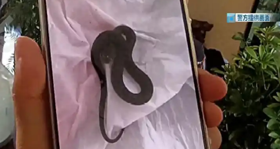 昆明一对夫妻旅行回家,发现多条蛇爬满客厅…… 昆明一对夫妻旅行回家,发现多条蛇爬满客厅……