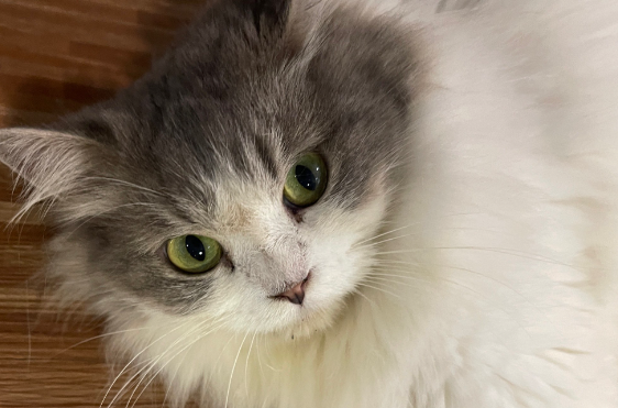 捡到刚出生的小猫怎么养