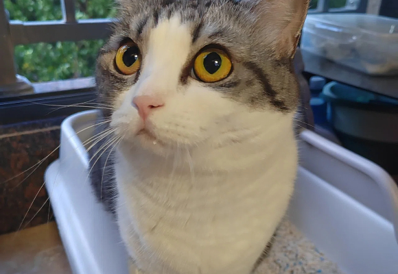 猫砂什么牌子便宜?妮可露混合猫砂:铲屎官省钱秘籍大公开! 猫砂什么牌子便宜?妮可露混合猫砂:铲屎官省钱秘籍大公开!