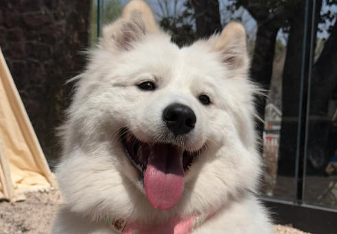 狗狗肾炎症状有哪些吃什么药 狗狗肾炎症状有哪些吃什么药