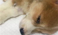 小狗得犬瘟能挺过去吗