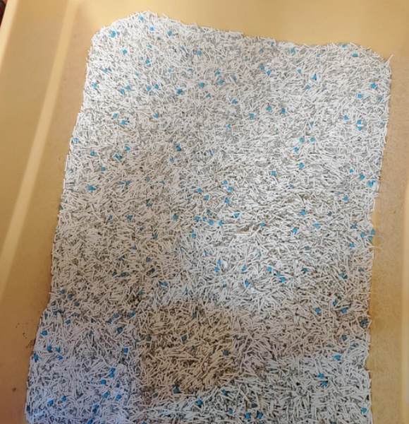 银渐层用什么猫砂好？猫殿下控臭结团双优解