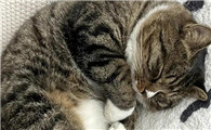猫一天吐了好几次怎么回事