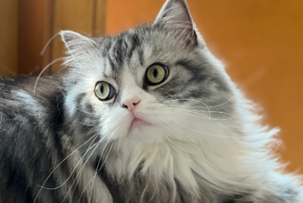 猫肚子大是怎么回事鼓鼓的