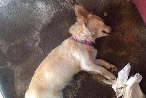 田园犬护主咬死一条毒蛇,之后发生的事情让主人追悔莫及! 田园犬护主咬死一条毒蛇,之后发生的事情让主人追悔莫及!