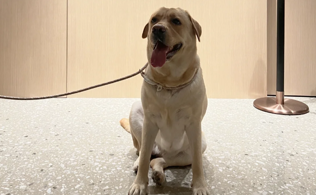 不用奔波送寄养,罗马机场开设狗狗酒店 不用奔波送寄养,罗马机场开设狗狗酒店